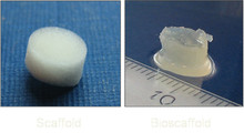 Neuartige Zellträgermaterialien: Scaffold (li.) und Bioscaffold