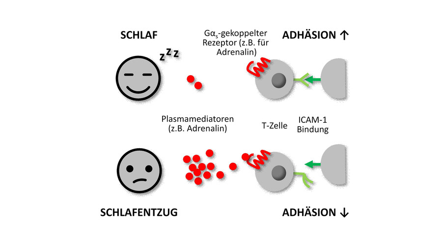 Diagramm der externen Befruchtung