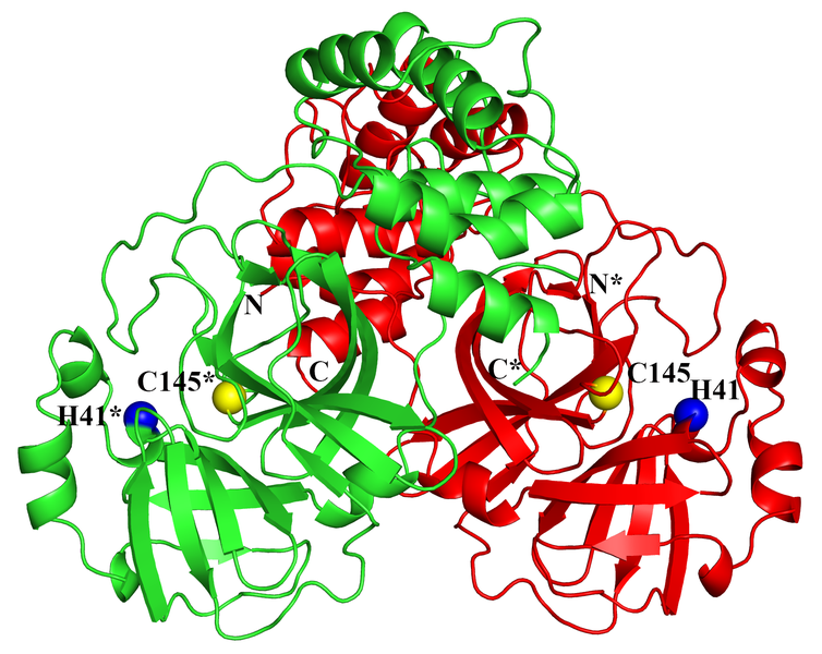 Struktur der Hauptprotease des Coronavirus aufgeklärt ...