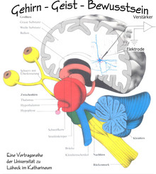Vortragsreihe zu Gehirn und Geist
